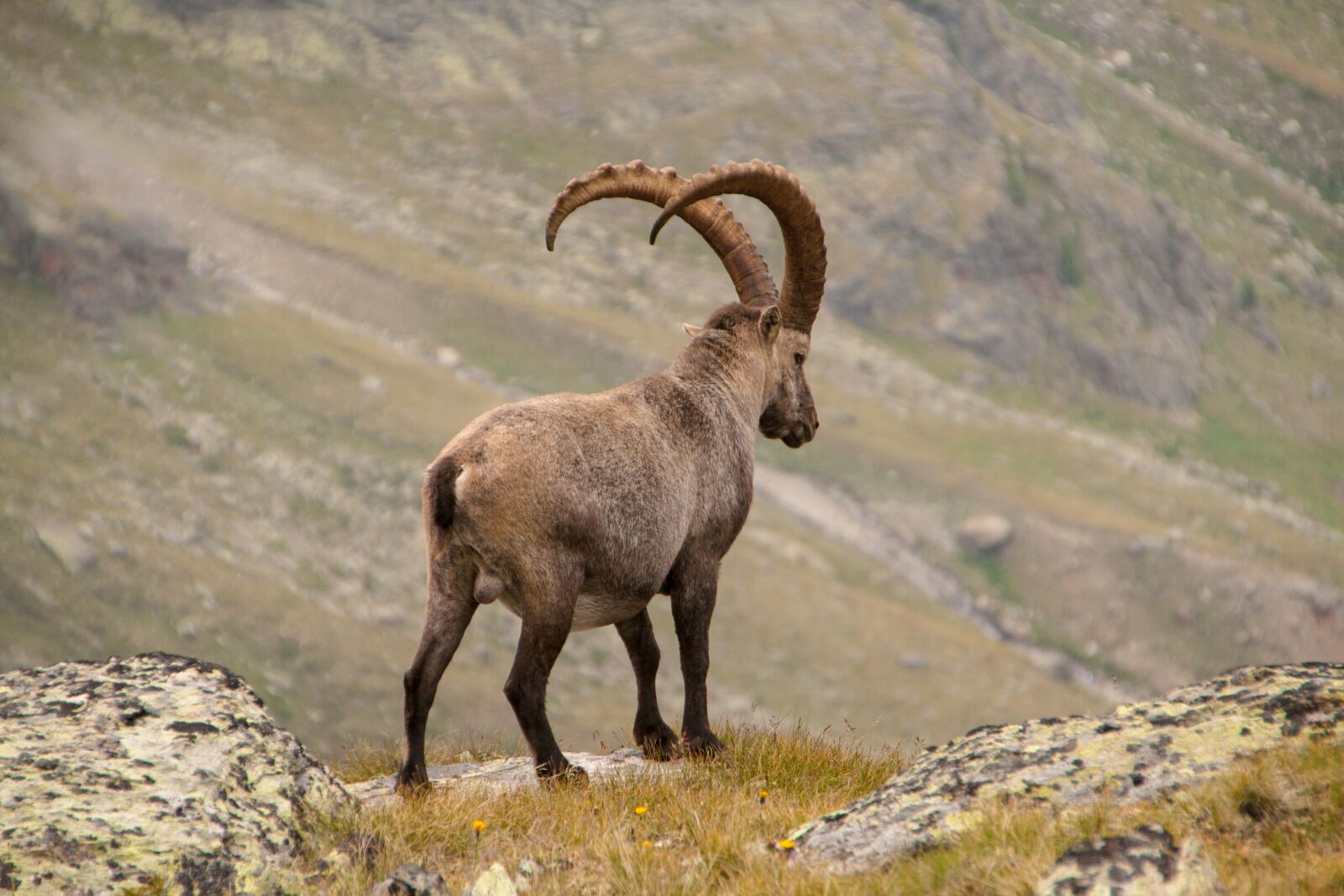 Canon EOS 400D (EOS Digital Rebel XTi / EOS Kiss Digital X) sample photo. Capricorn, alpine, wild animal photography