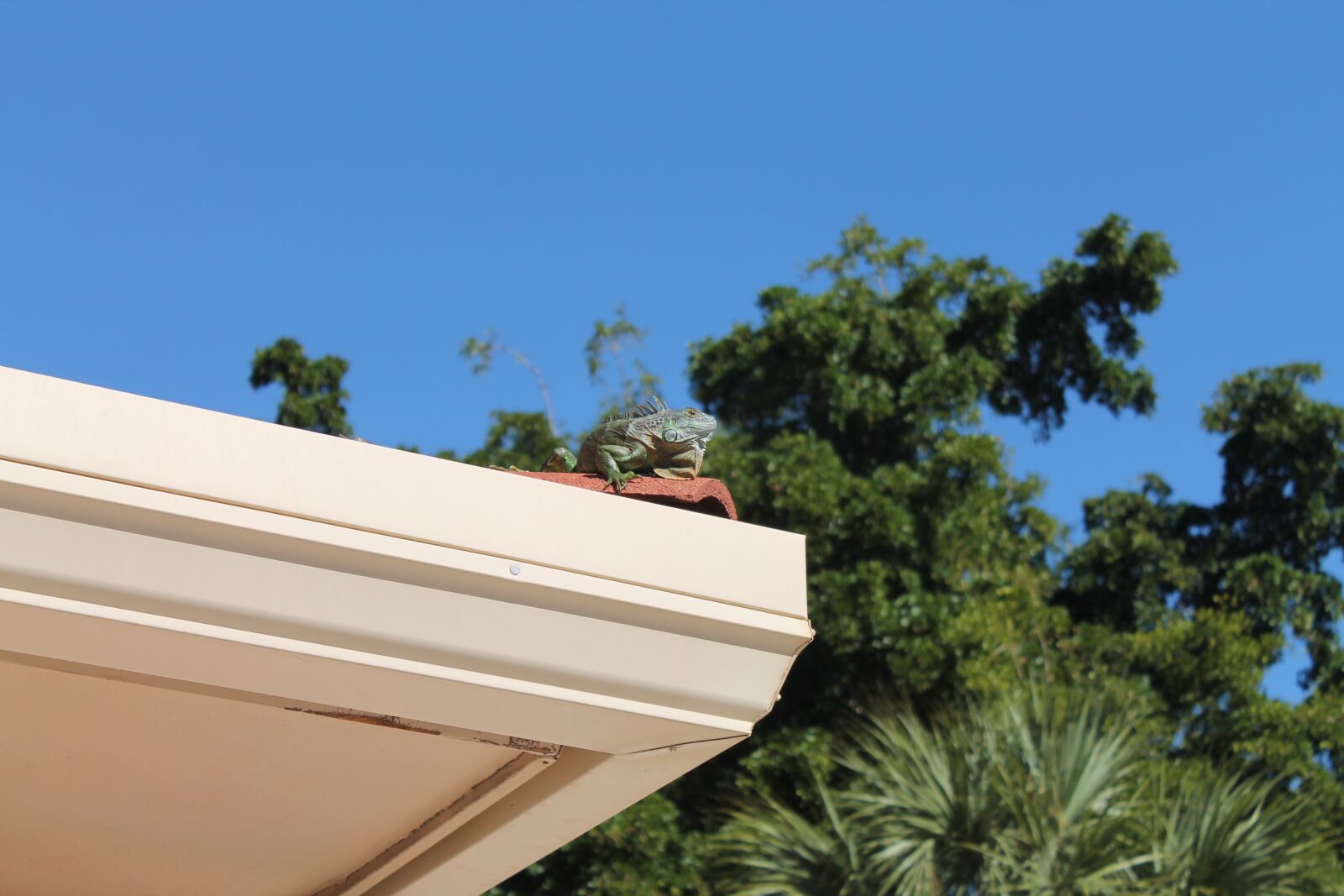 Canon EOS 1100D (EOS Rebel T3 / EOS Kiss X50) sample photo. Lizard, animals, reptile photography