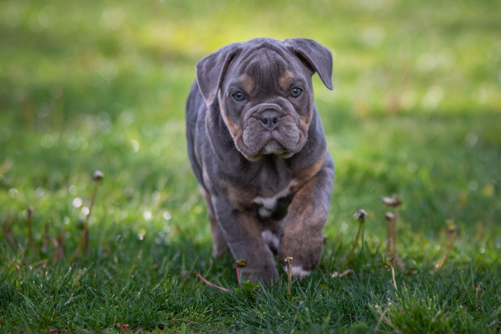 Nikon D7200 sample photo. Bulldog, english bulldog, dog photography