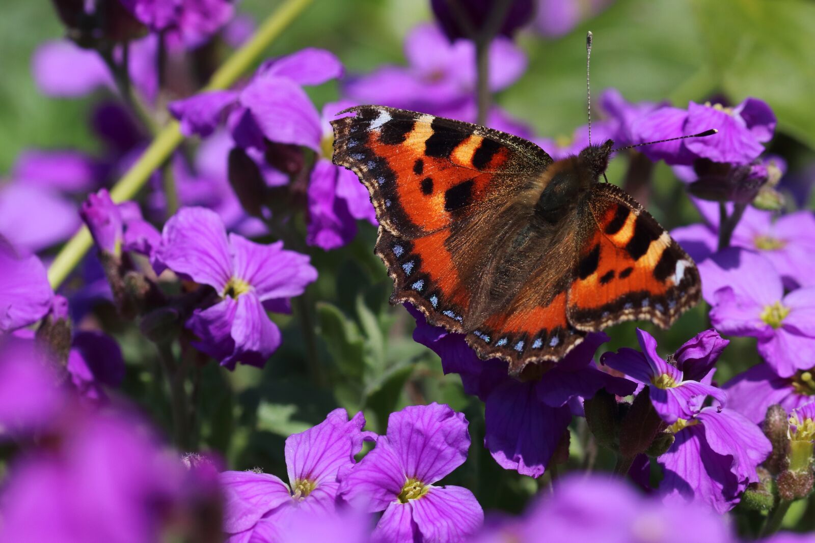 Canon EOS 80D sample photo. Small tortoiseshell, butterfly, insect photography