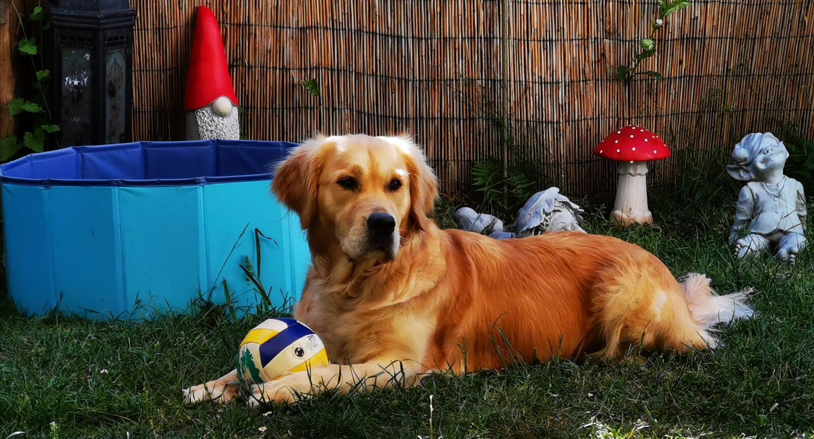 HUAWEI HMA-L29 sample photo. Golden retriever, purebred dog photography