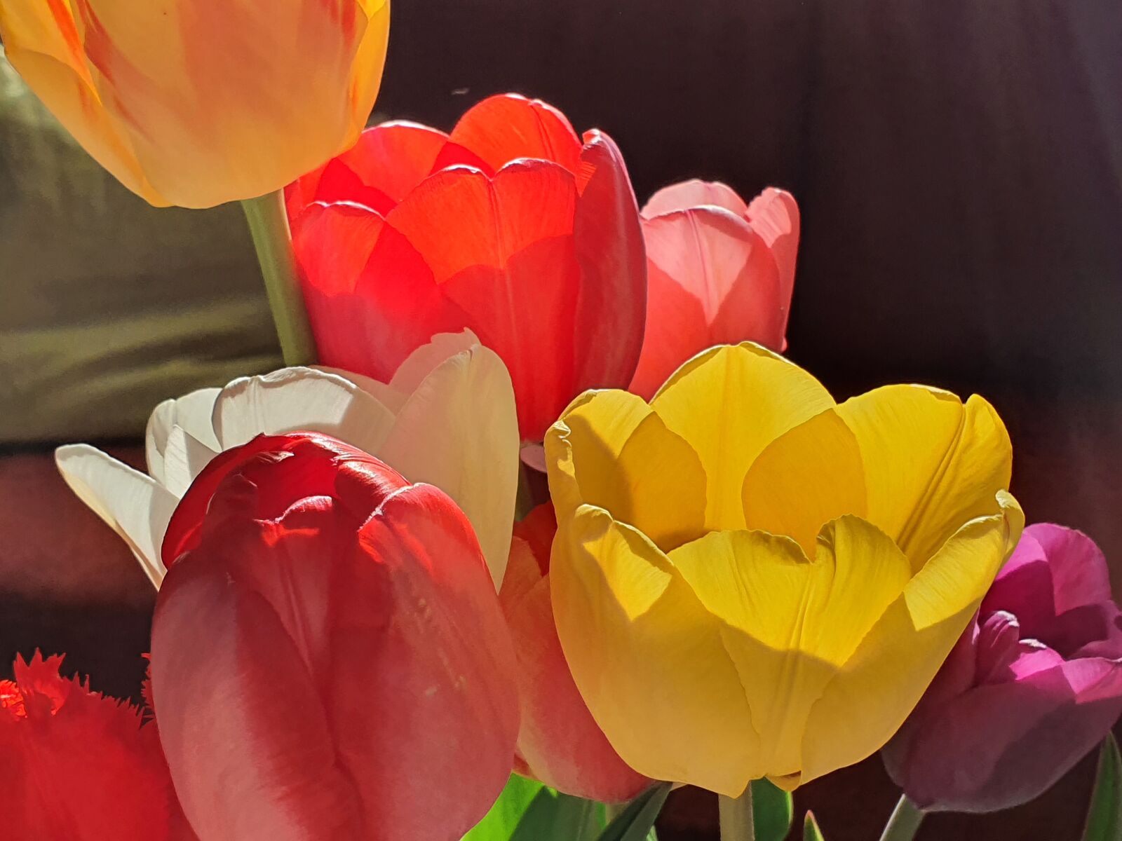 Samsung Galaxy S10 sample photo. Tulpen, tulips, frühling photography