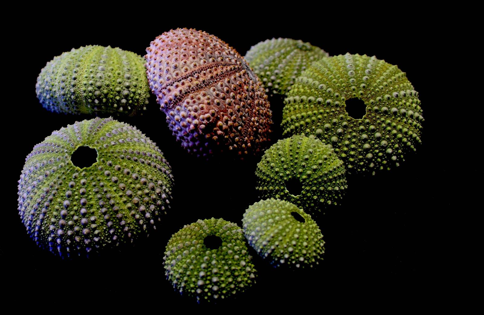 Canon EOS 500D (EOS Rebel T1i / EOS Kiss X3) sample photo. Hedgehog, sea, colors photography