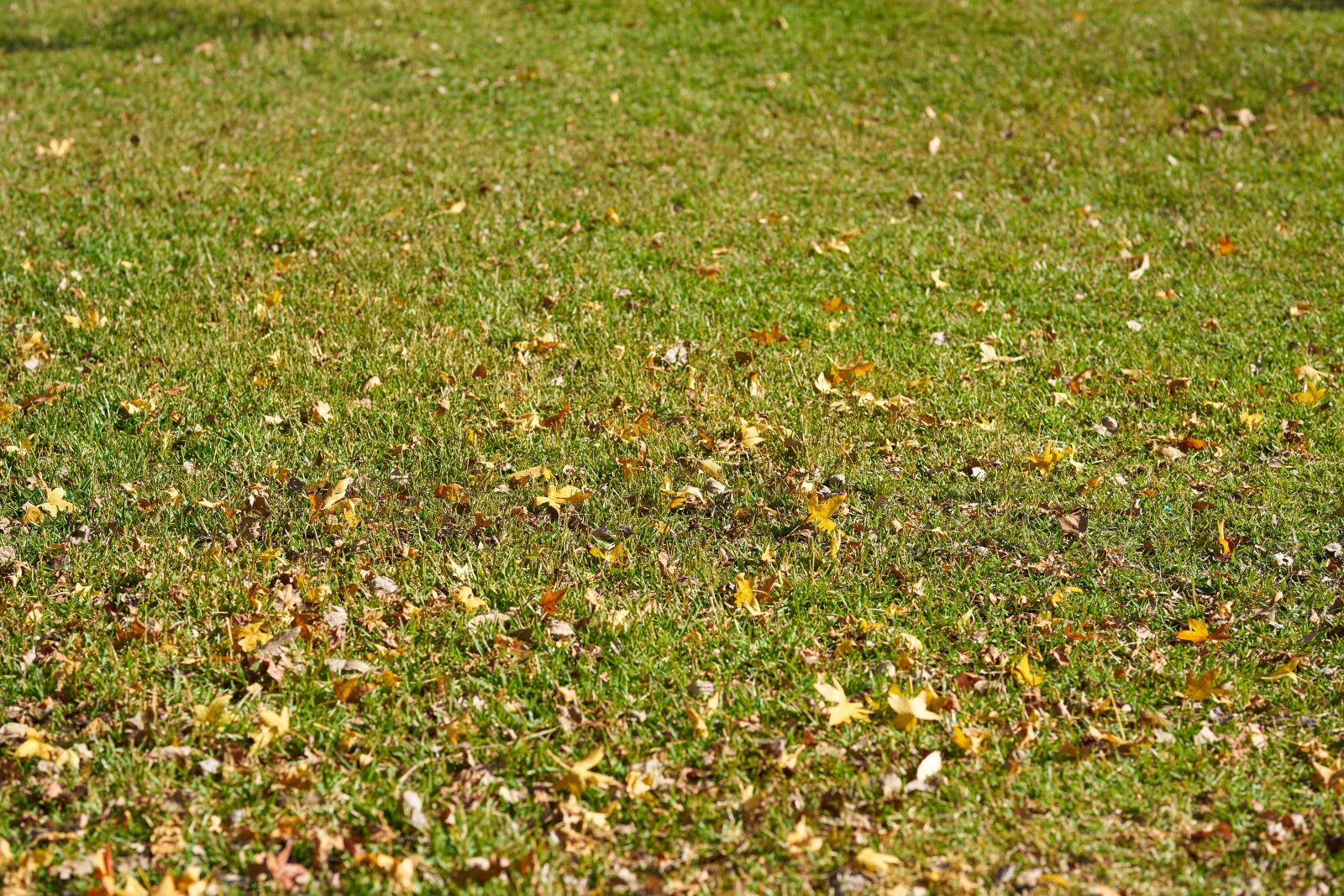 Sigma 85mm F1.4 DG HSM Art sample photo. Grass, the leaves are photography