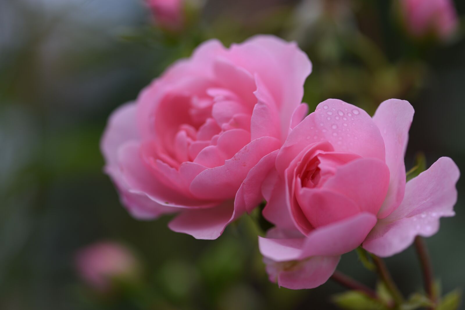 Nikon D750 sample photo. Pink, roses, flower photography