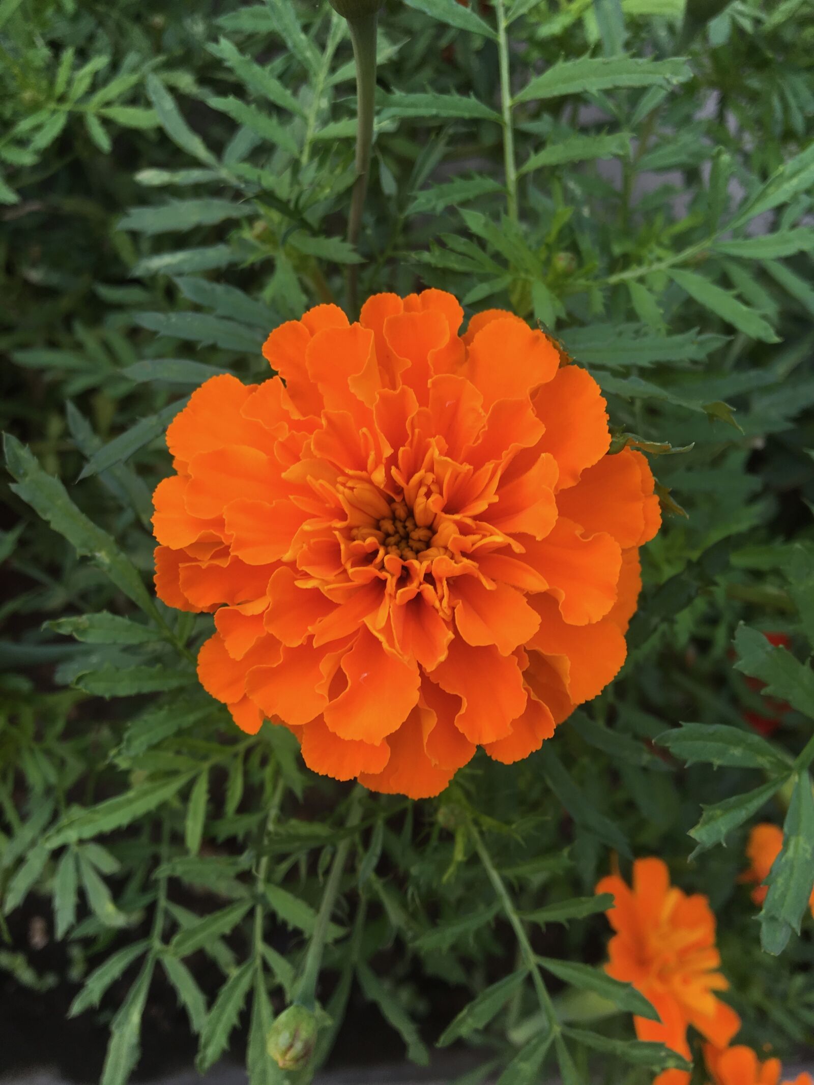 Apple iPhone 6s sample photo. Nature, flower, blossom photography
