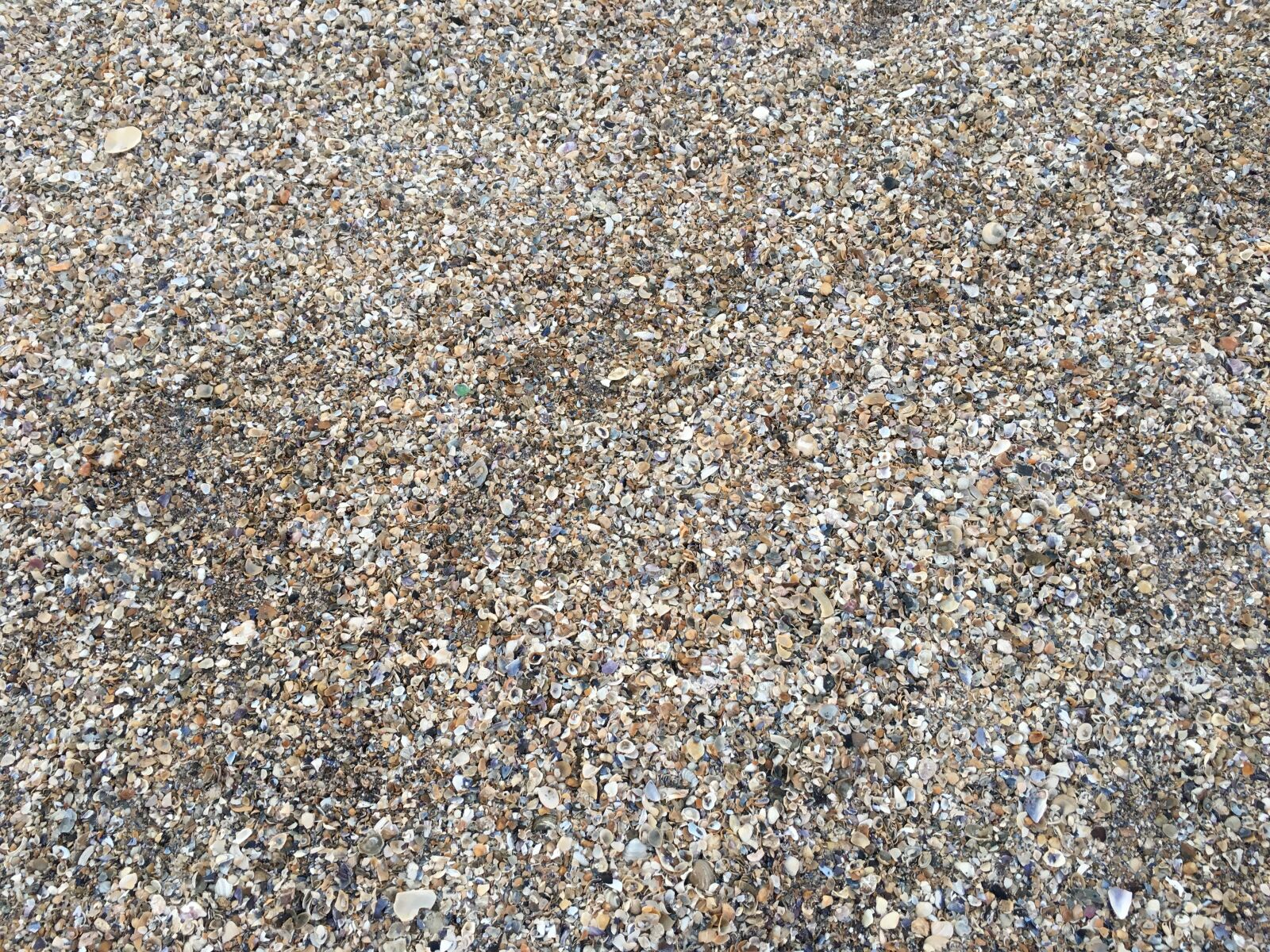 Apple iPhone 6s sample photo. Shells, wallpaper shells, conchinhas photography