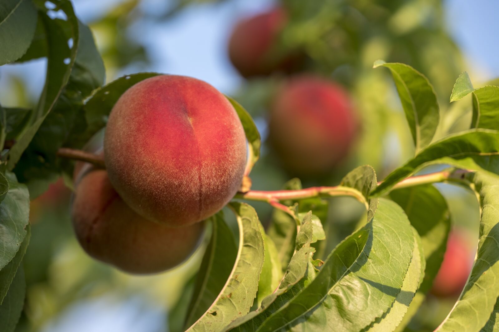 Fujifilm X-T2 + Fujifilm XF 80mm F2.8 R LM OIS WR Macro sample photo. Peaches, fruit, stone fruit photography