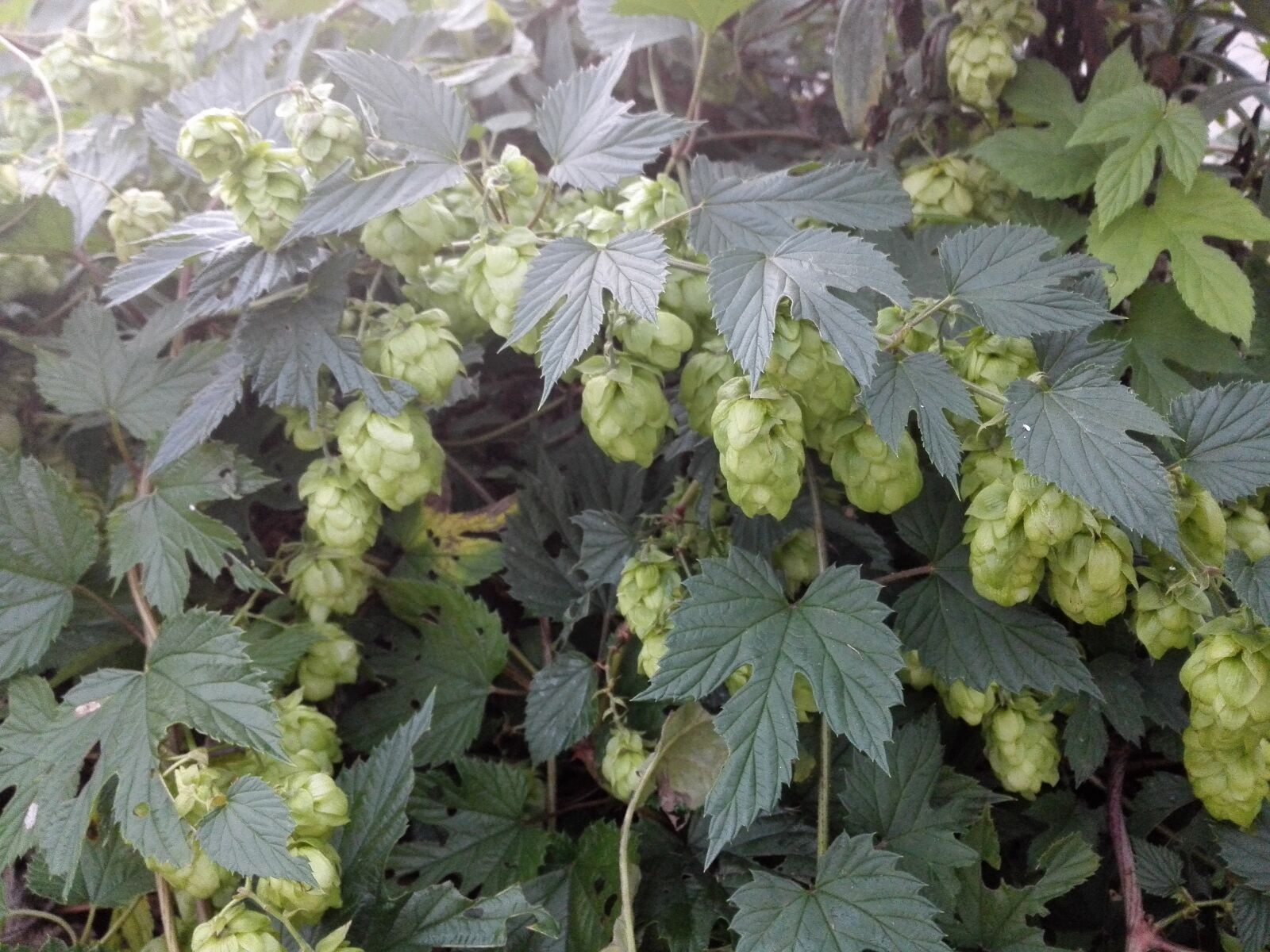 HUAWEI H60-L04 sample photo. Hop, plant, beer photography