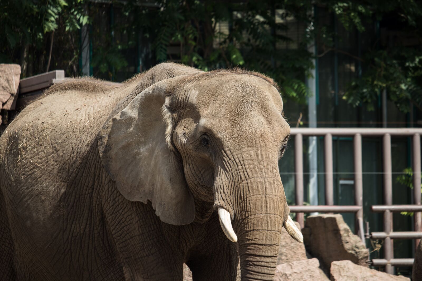 Canon EF-S 55-250mm F4-5.6 IS STM sample photo. Elephant, mammal, animal photography
