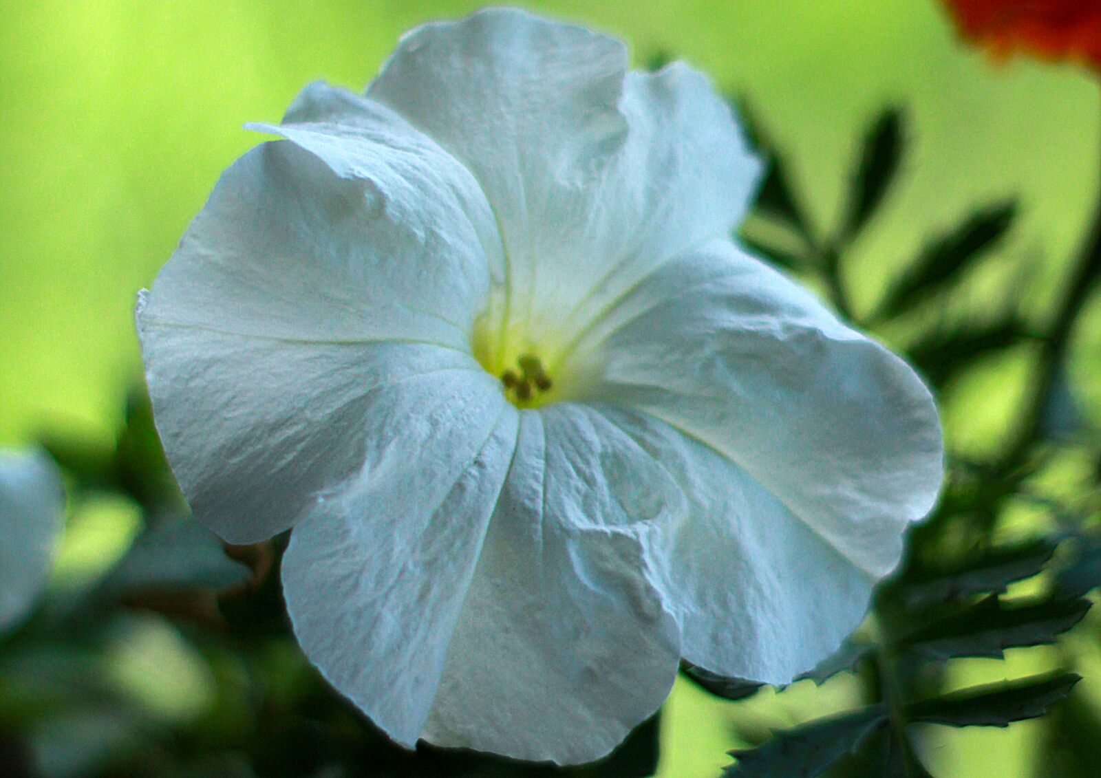 Canon EOS 1200D (EOS Rebel T5 / EOS Kiss X70 / EOS Hi) sample photo. Flowers, flower, spring photography