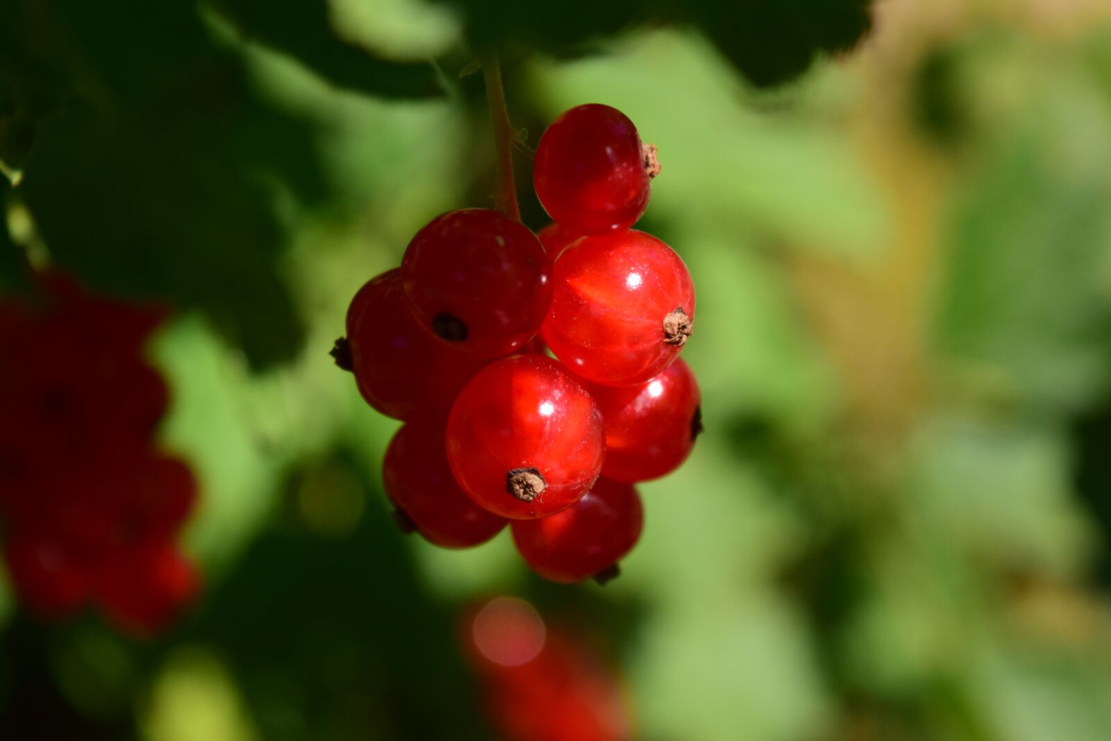 Nikon D3300 sample photo. Currants, close up, plant photography
