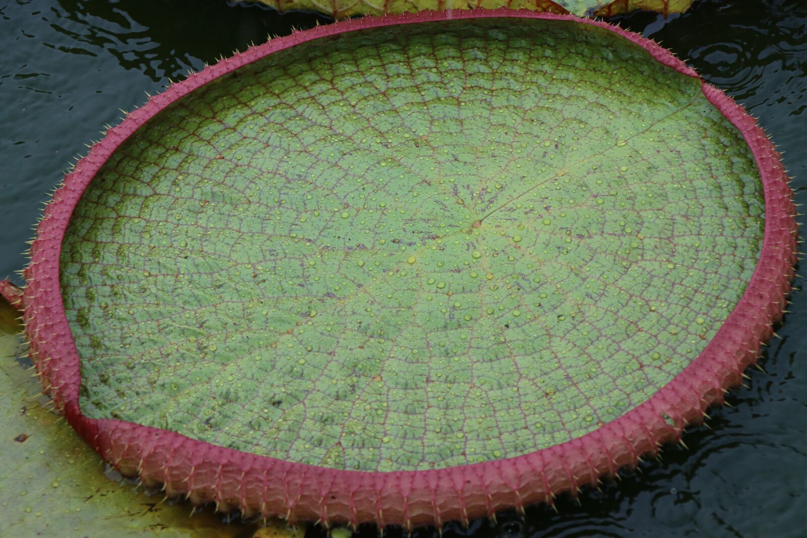Canon EOS 90D sample photo. Leaf, plant, rain photography