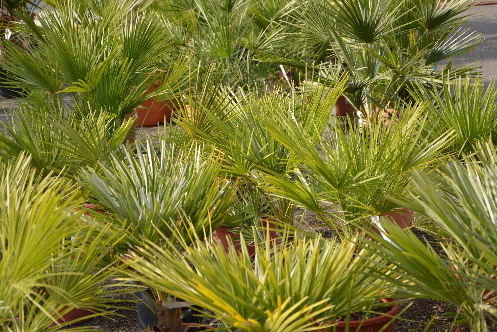 Nikon D5200 sample photo. Palm, plant, green leaves photography