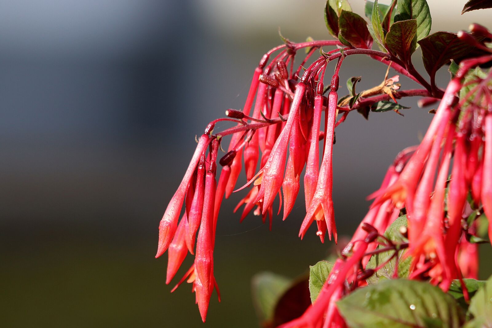 Canon EF 70-300 F4-5.6 IS II USM sample photo. Fuchsia, flowers, red photography