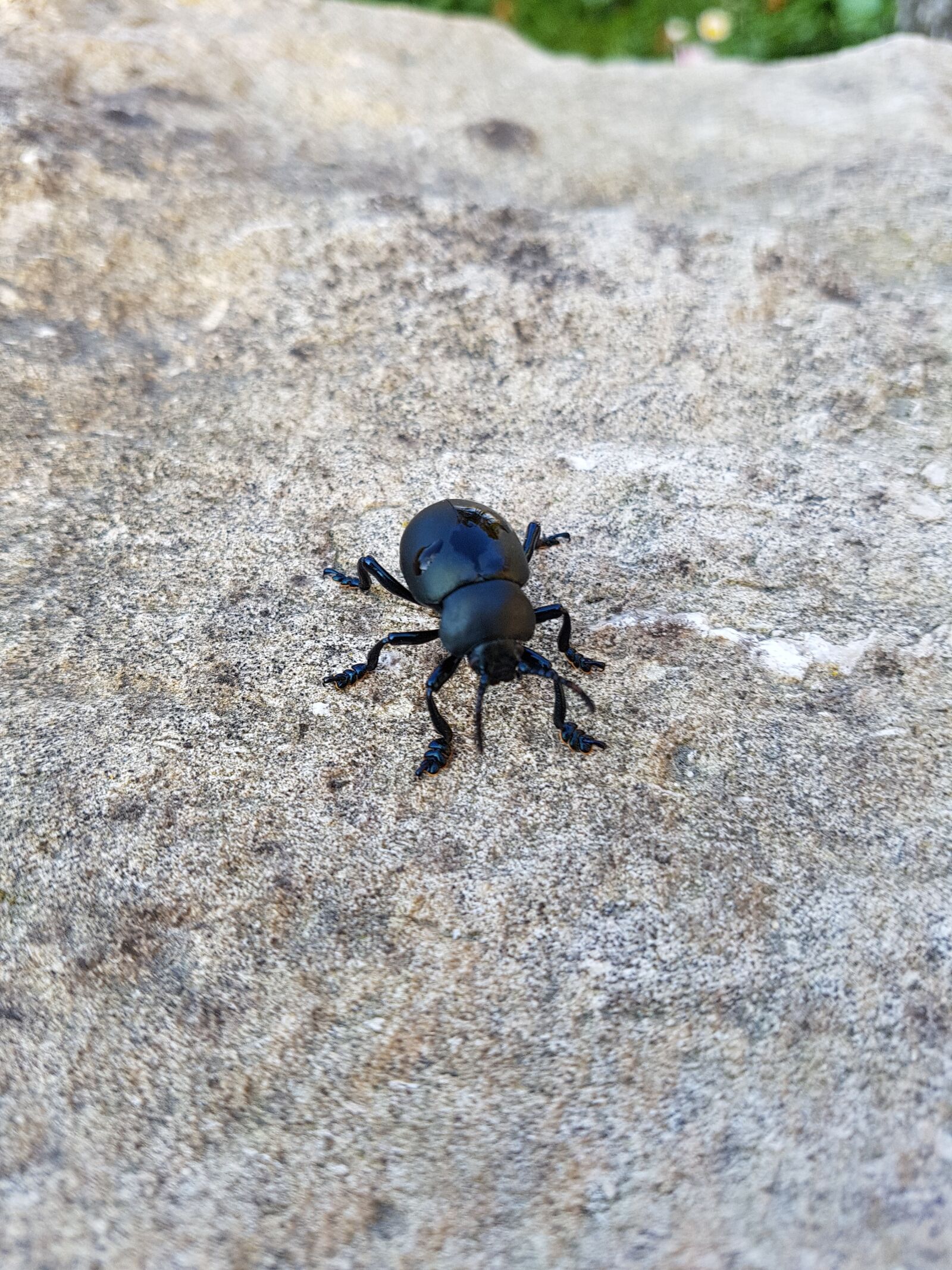 Samsung Galaxy S7 sample photo. Insect, scarab, black photography