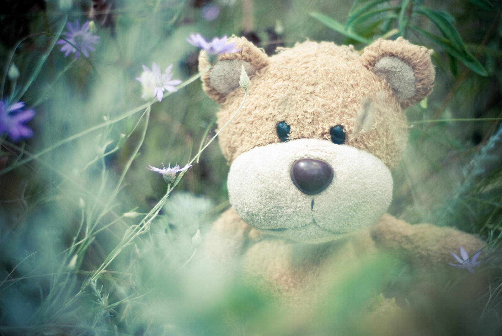 Nikon D80 sample photo. Brown, teddy, bear photography