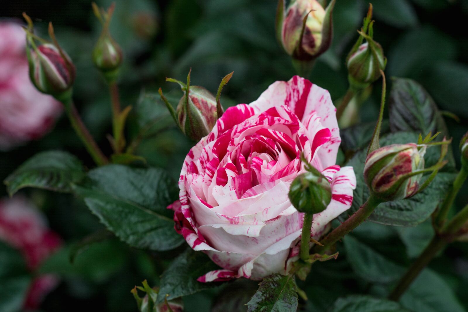 Nikon D5200 sample photo. Pink flower, rose, leaf photography
