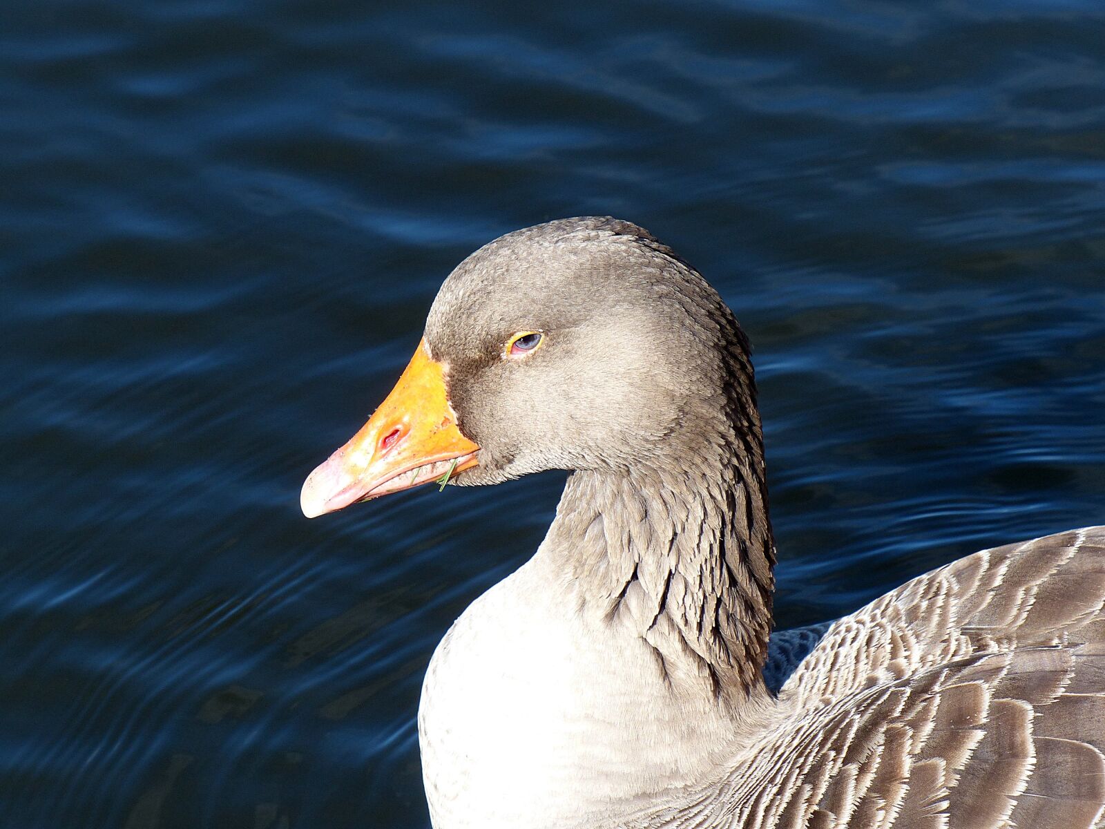 Panasonic Lumix DMC-FZ200 sample photo. Goose, toulouse goose, bird photography