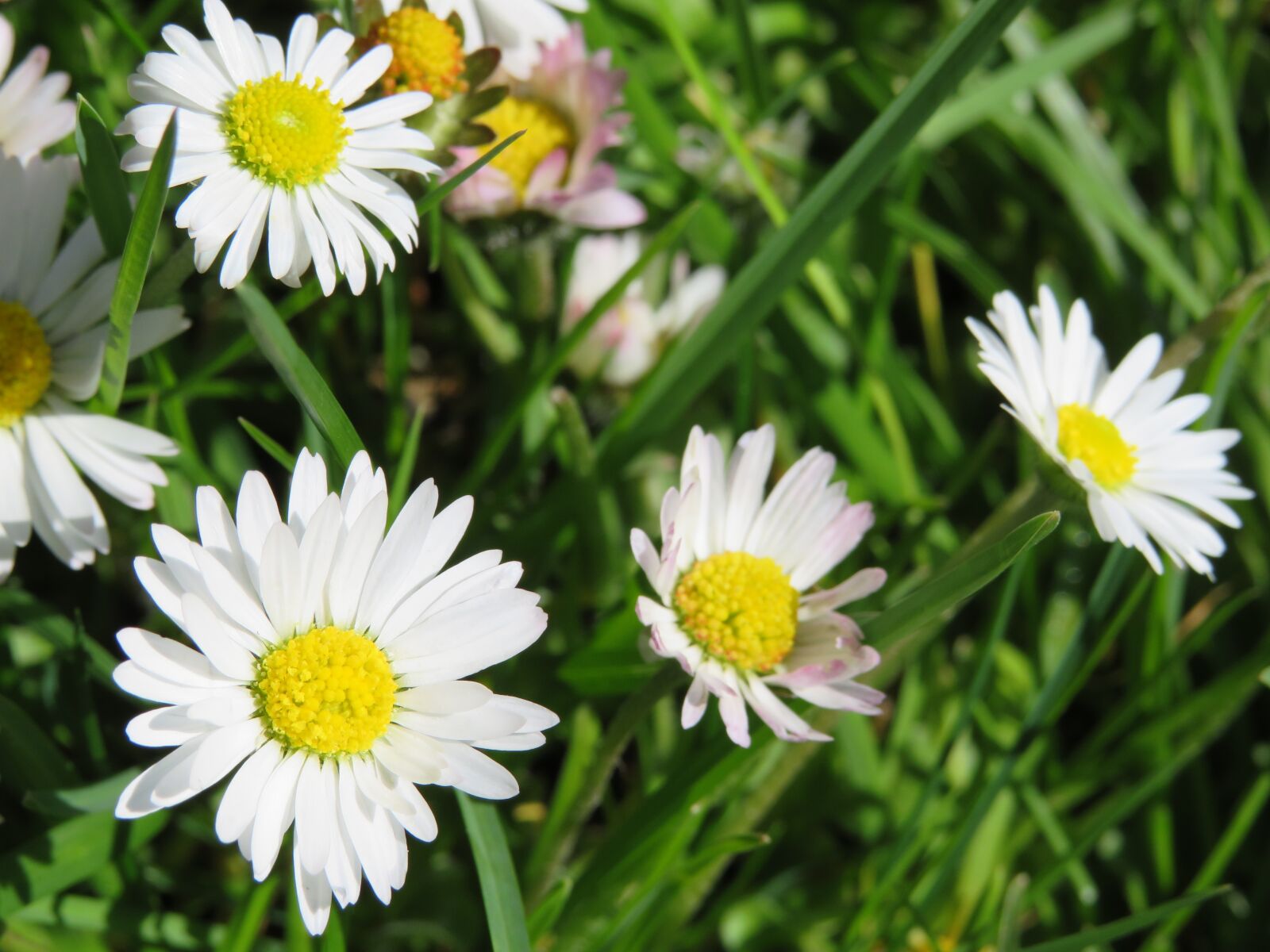 Canon PowerShot SX540 HS sample photo. Daisy, meadow, grass photography