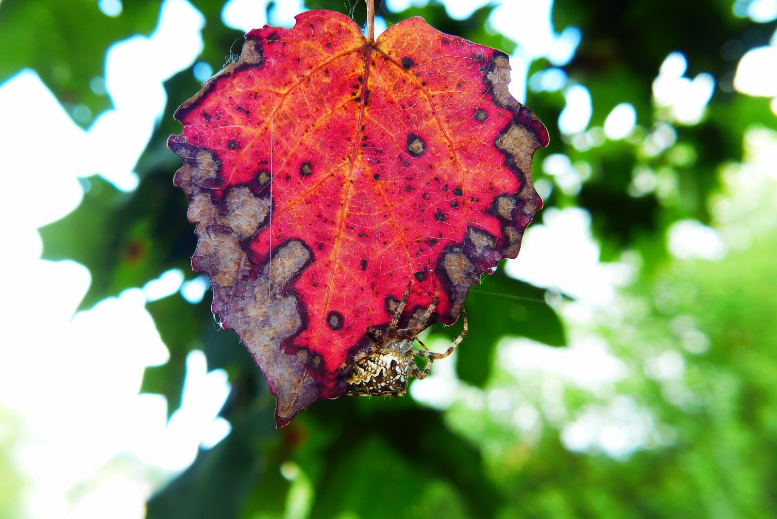 Panasonic Lumix DMC-FZ200 sample photo. Signs of autumn, leaf photography