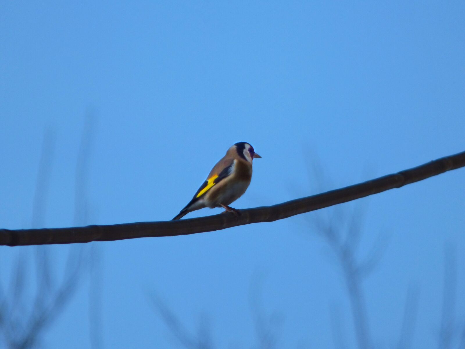 Panasonic Lumix DMC-FZ70 sample photo. Goldfinch, bird, cable photography