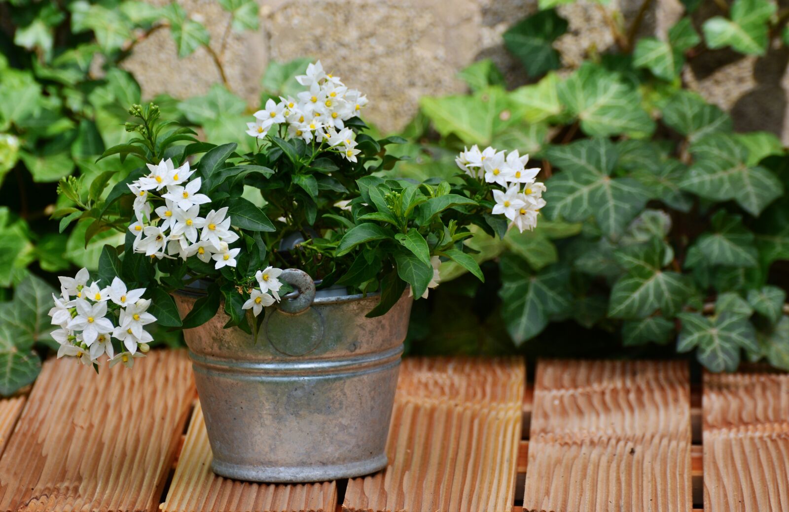 Nikon D5200 sample photo. Jasmin, solanum jasminoides, arrangement photography