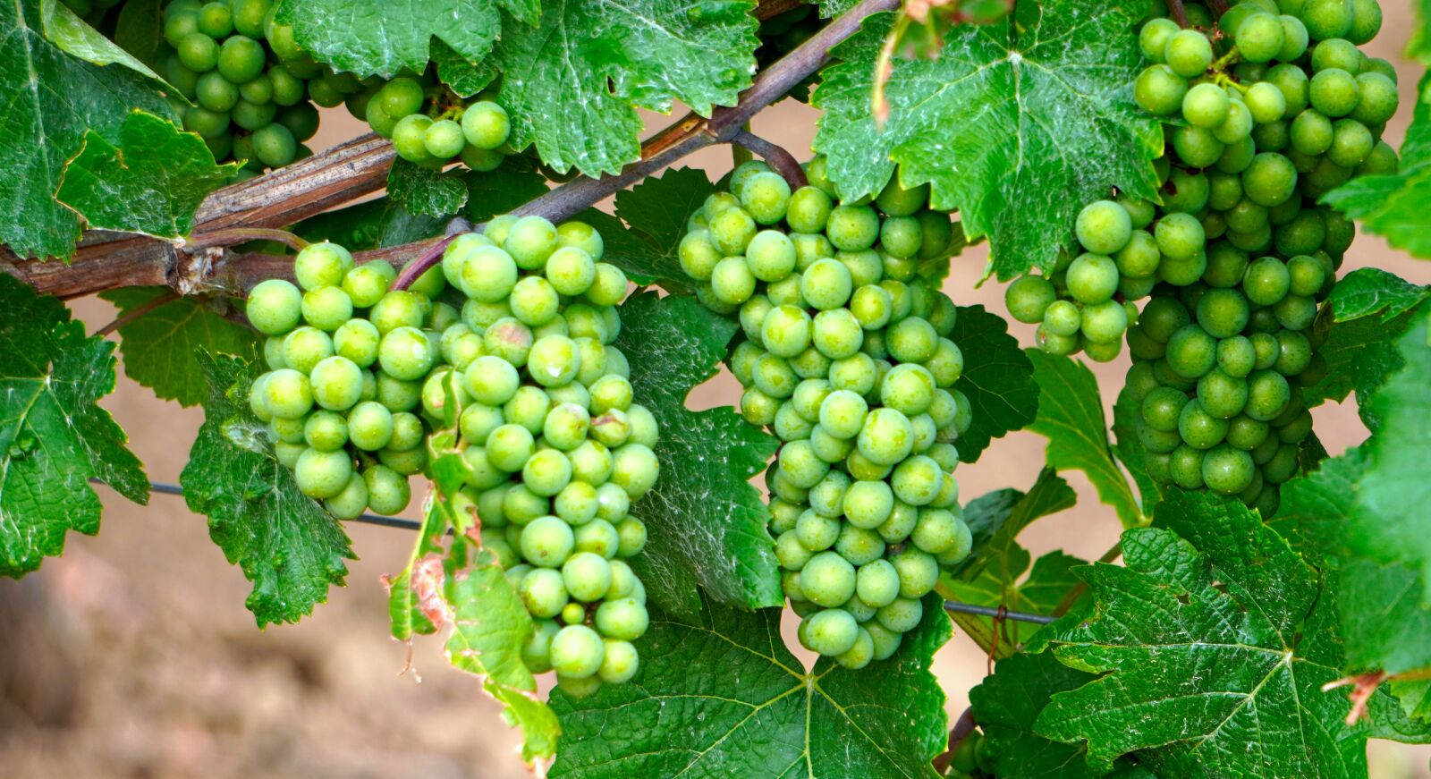 Sony E 55-210mm F4.5-6.3 OSS sample photo. Grapes, wine, grapevine photography