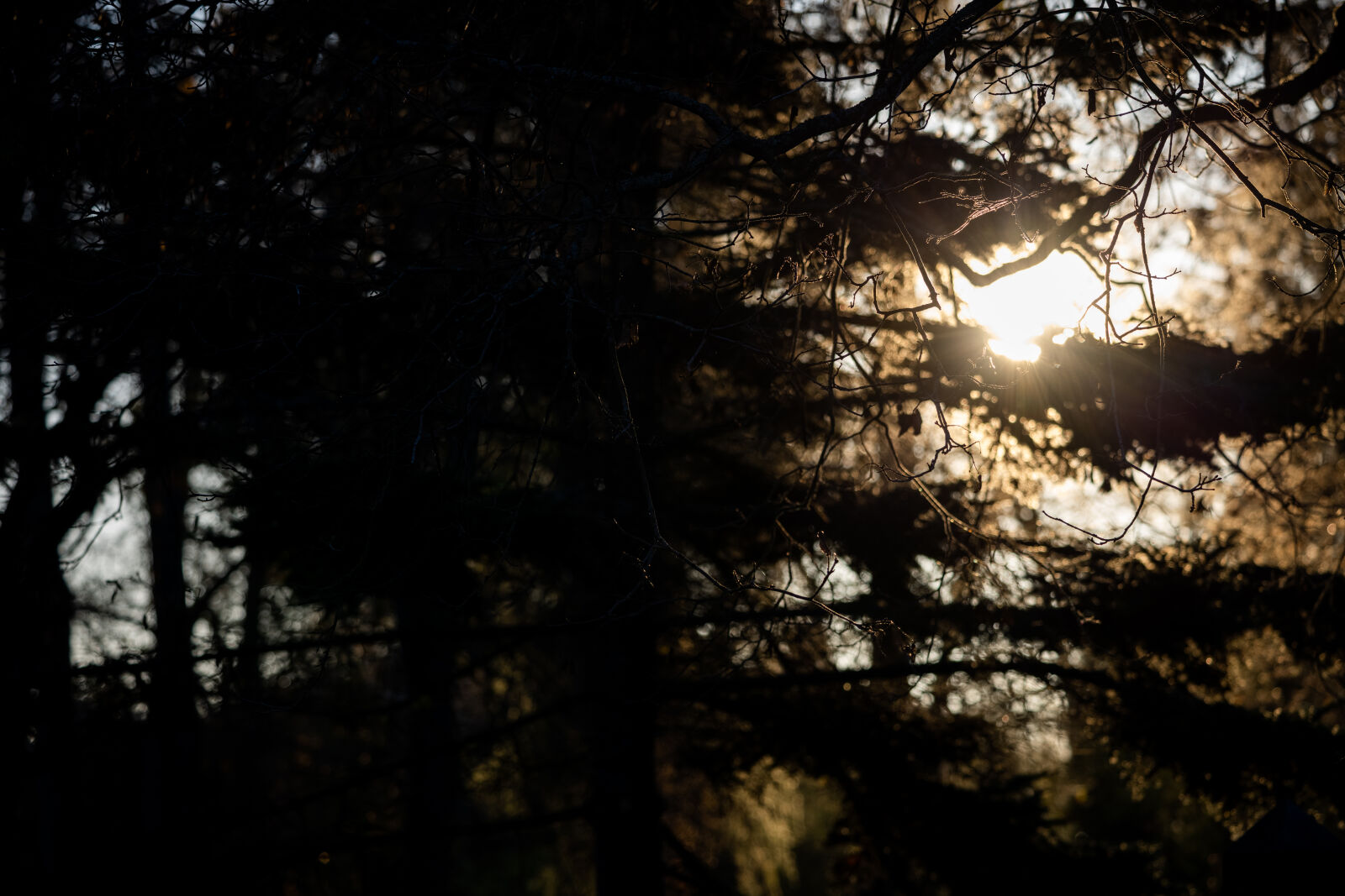 Canon EOS R5 sample photo. Forest sun photography