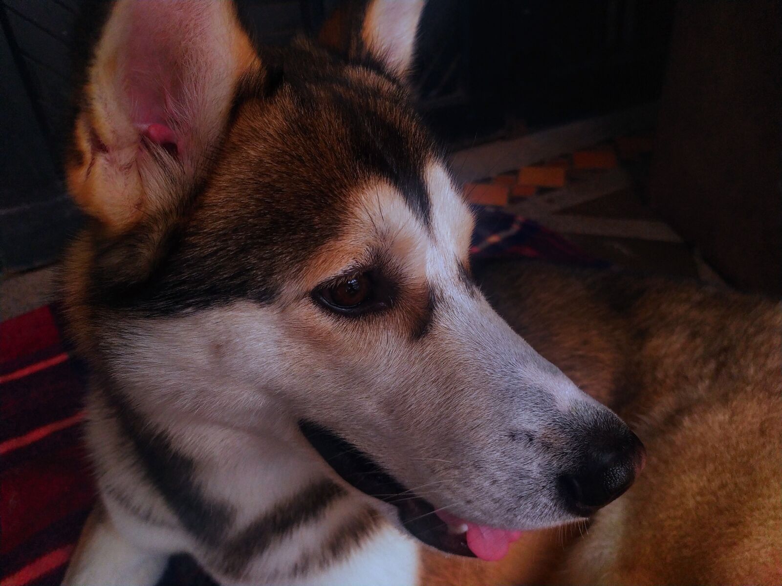 Xiaomi Redmi Note 7 sample photo. Adorable, alert, animal photography