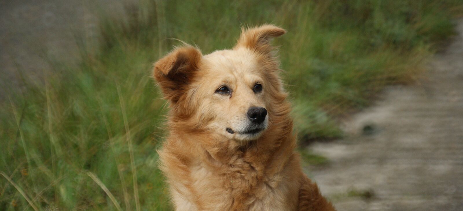Sony Alpha DSLR-A390 sample photo. Animal, dog, can photography