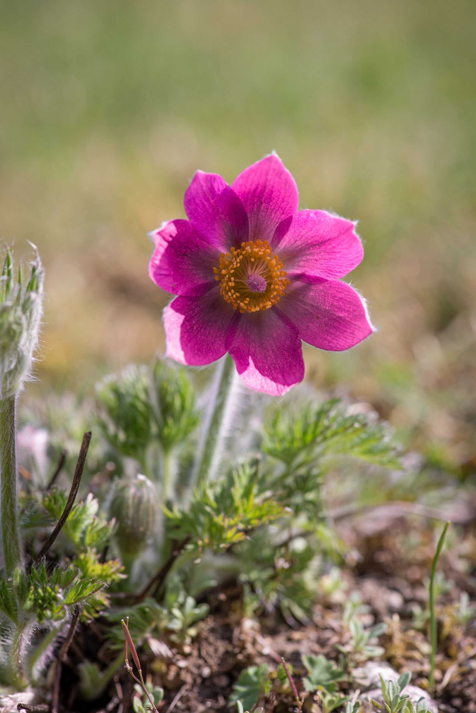 Nikon D750 sample photo. Anemone, flower, blossom photography