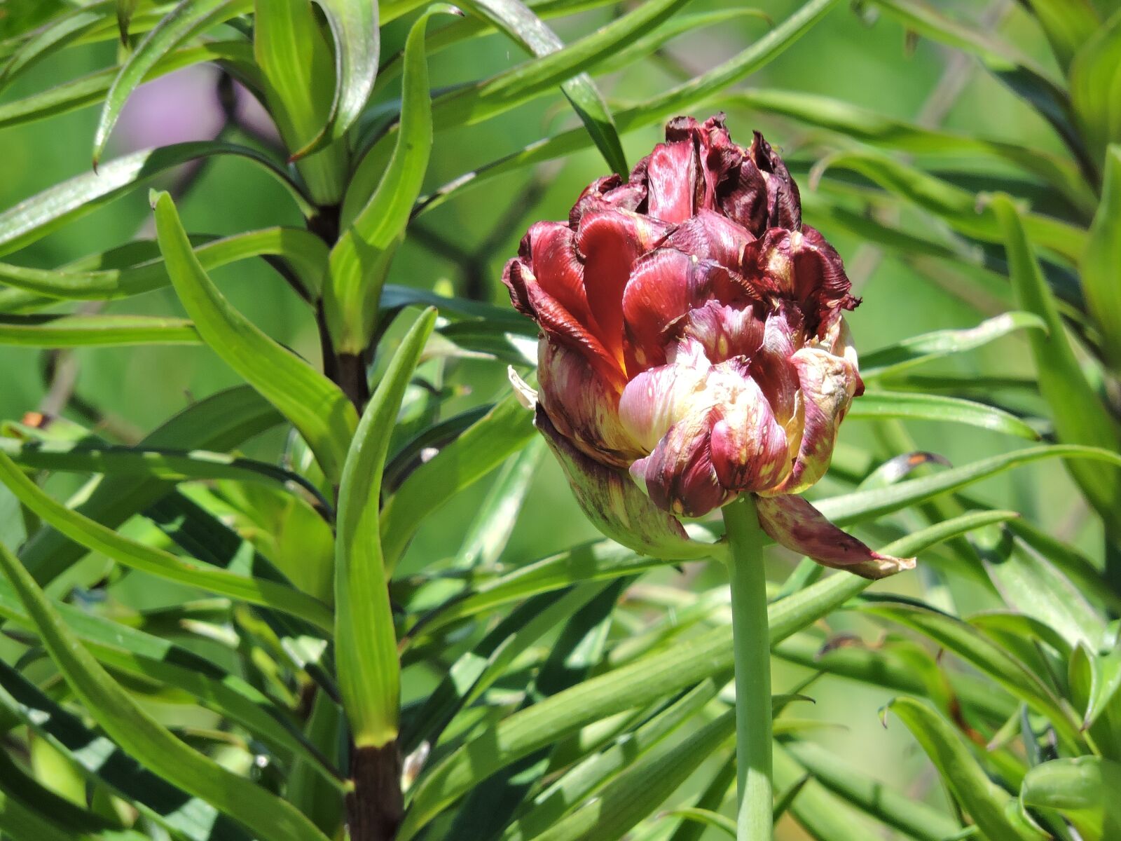 Nikon Coolpix P600 sample photo. Flower, spring, green photography