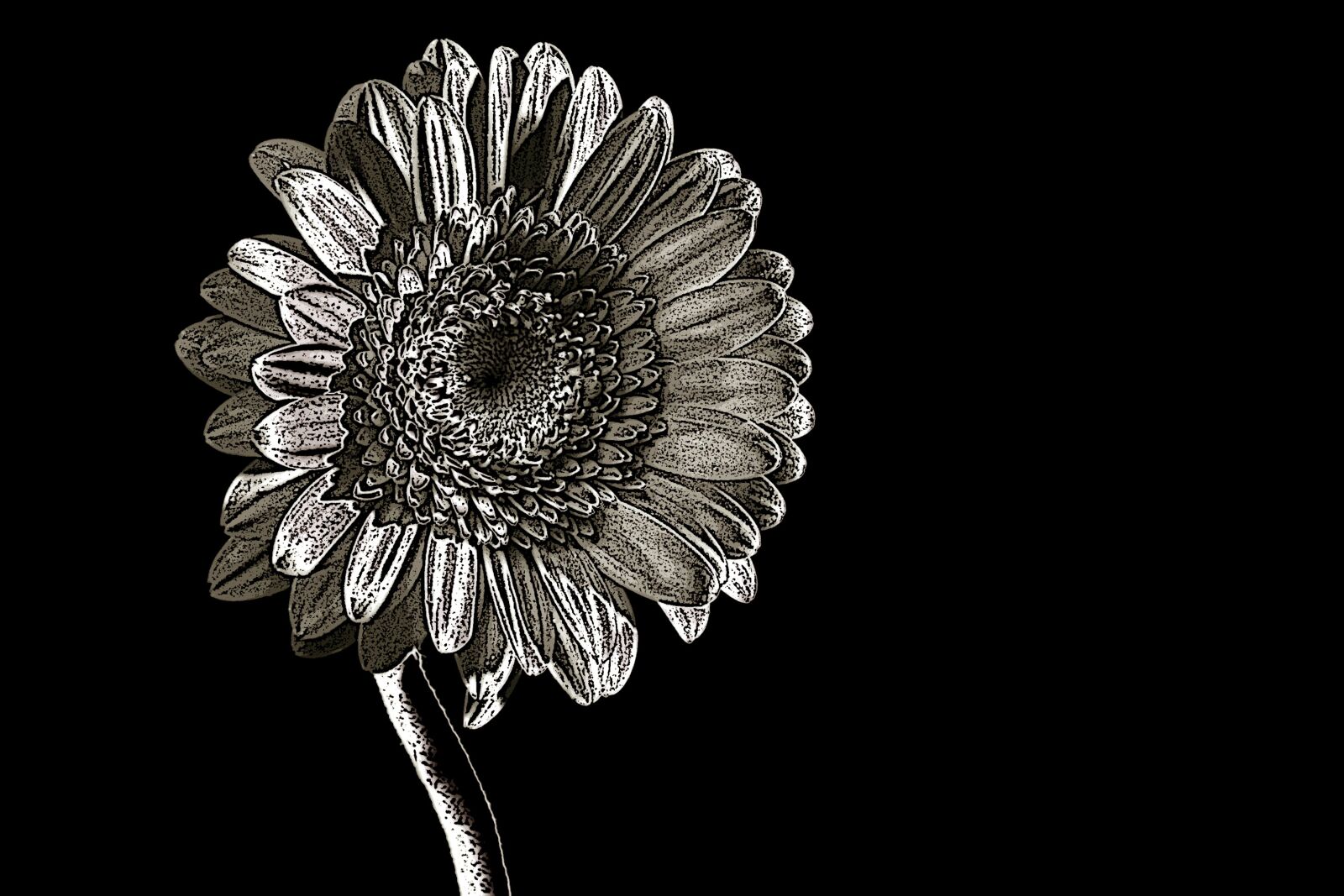 Fujifilm FinePix S5 Pro sample photo. Gerbera, flower, nature photography