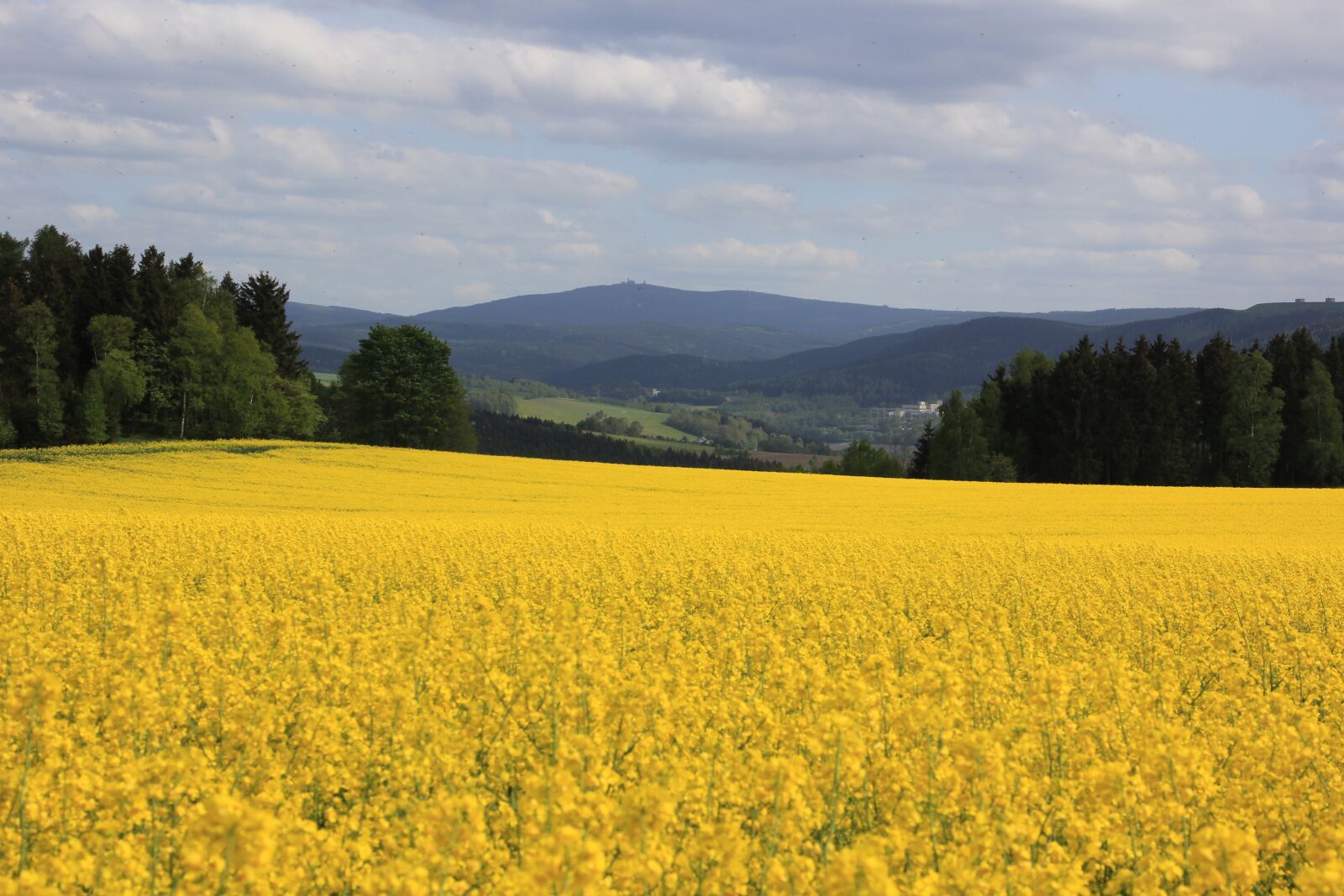 Canon EOS 60D sample photo. Oilseed rape, fichtelberg, ore photography