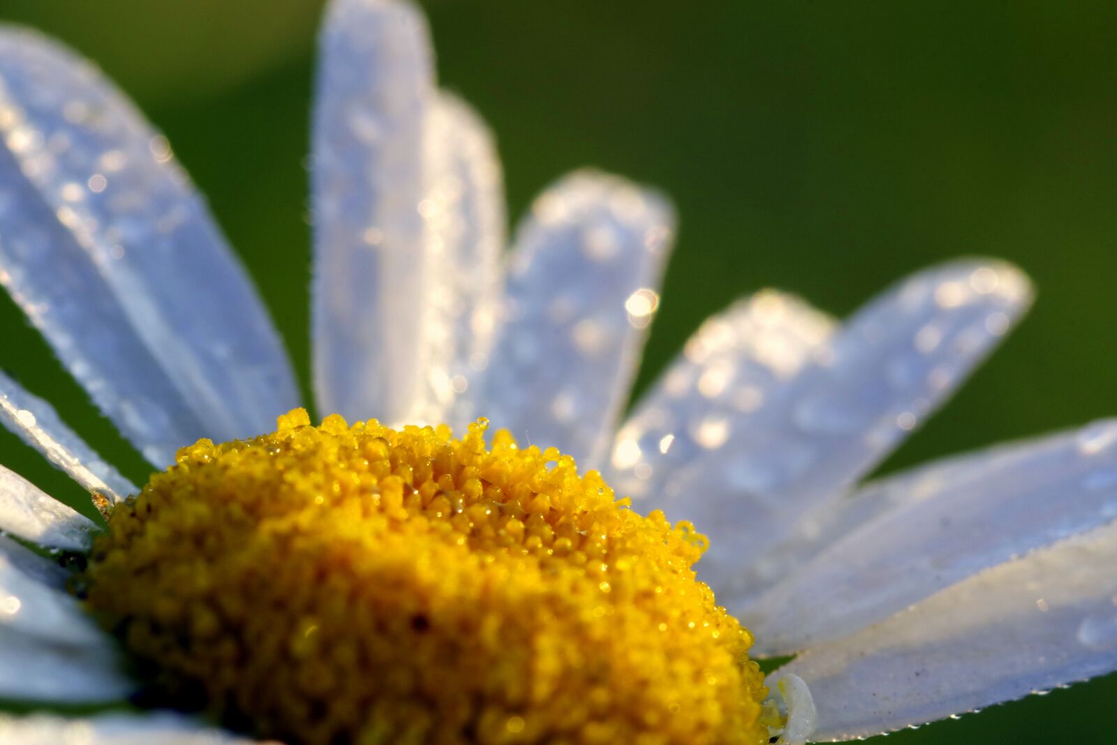 Pentax K-S2 sample photo. Daisy, rosa, drops of photography