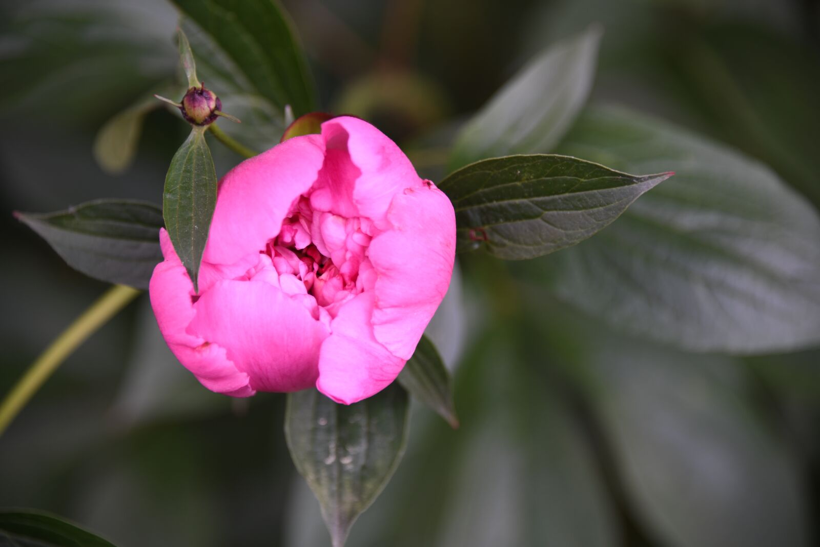 Nikon D850 sample photo. Peony, pink, flower photography