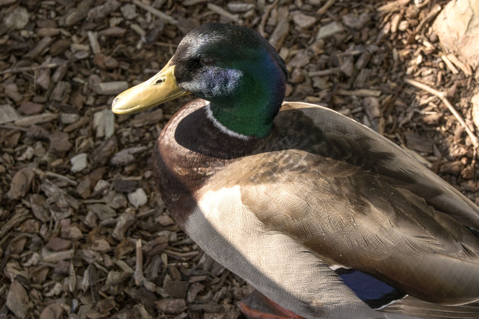 Nikon D3300 sample photo. Duck, bird, male photography