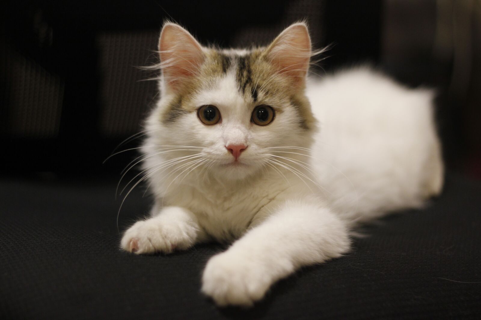 Canon EOS 550D (EOS Rebel T2i / EOS Kiss X4) sample photo. Kitty, animal, cat photography