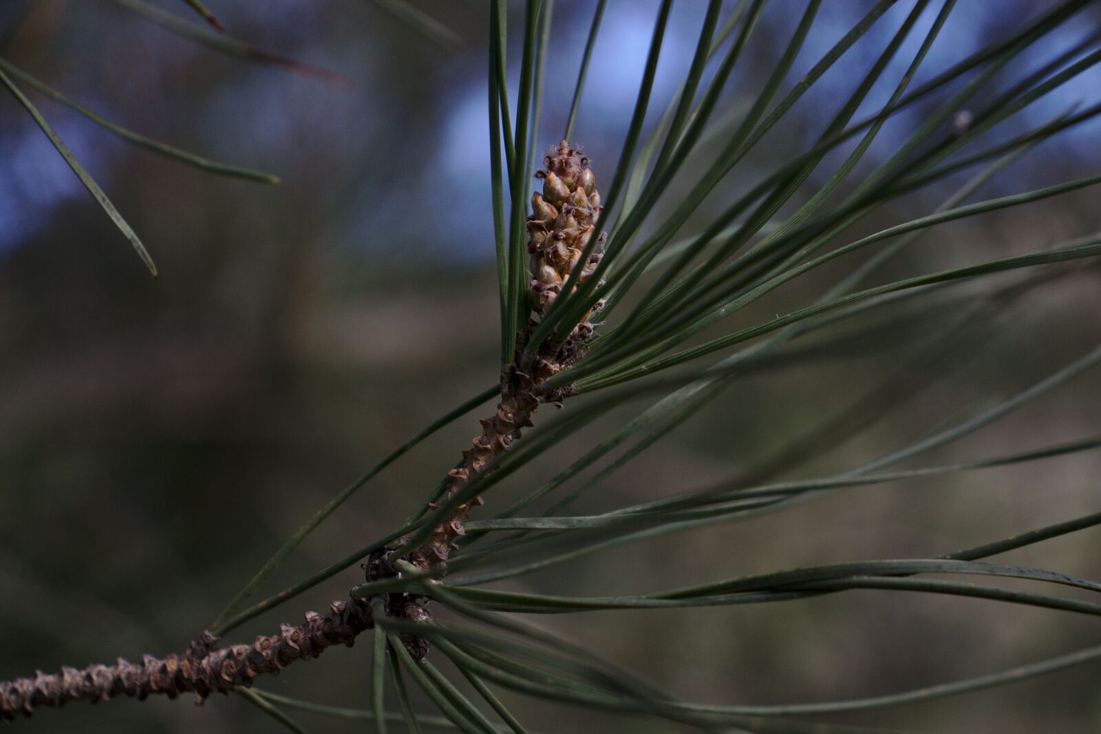 Canon EOS 800D (EOS Rebel T7i / EOS Kiss X9i) sample photo. Pine, pine needles, nature photography