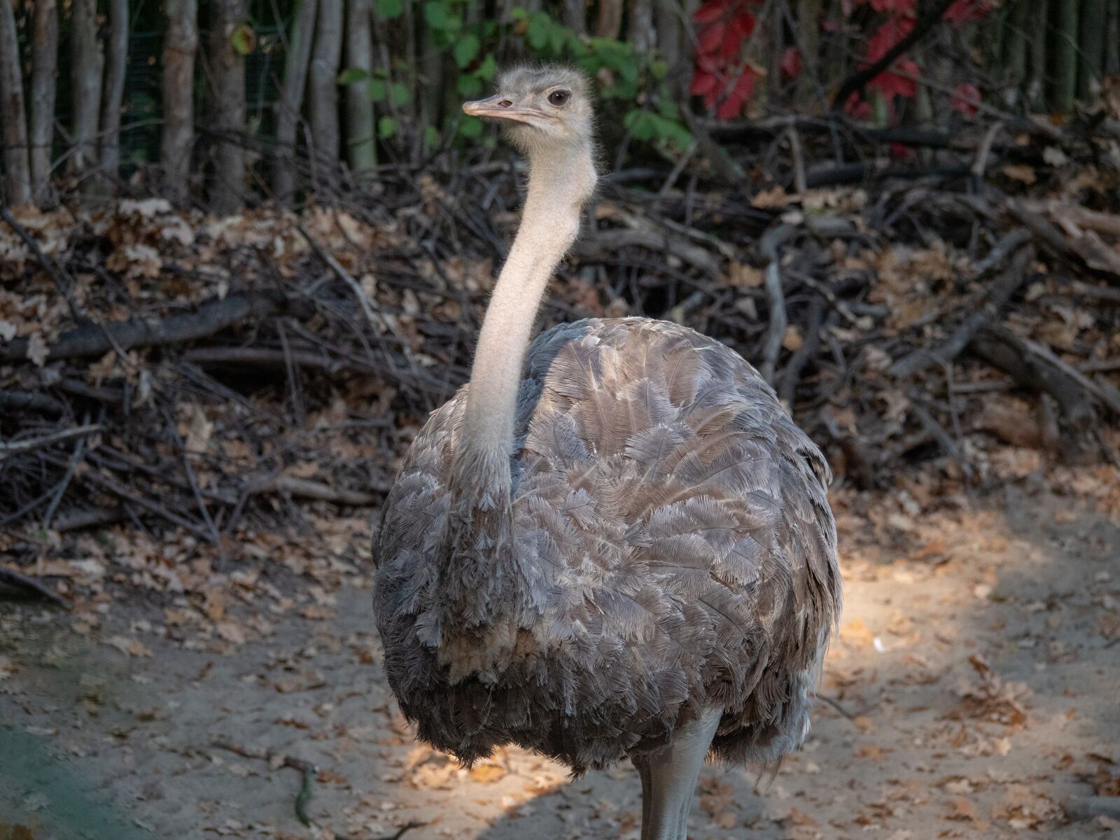 LUMIX G VARIO 100-300/F4.0-5.6II sample photo. Strauss, south africa, zoo photography