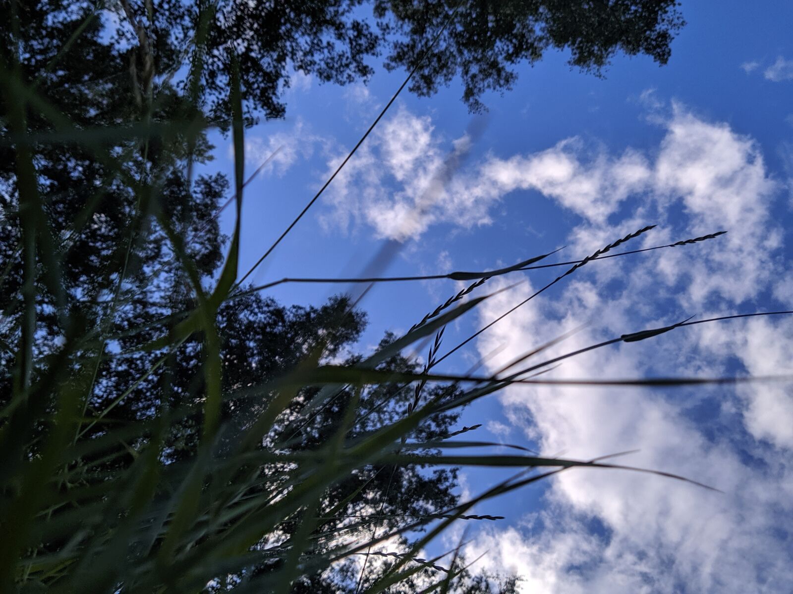 Xiaomi Redmi Note 7 sample photo. Nature, summer, sky photography