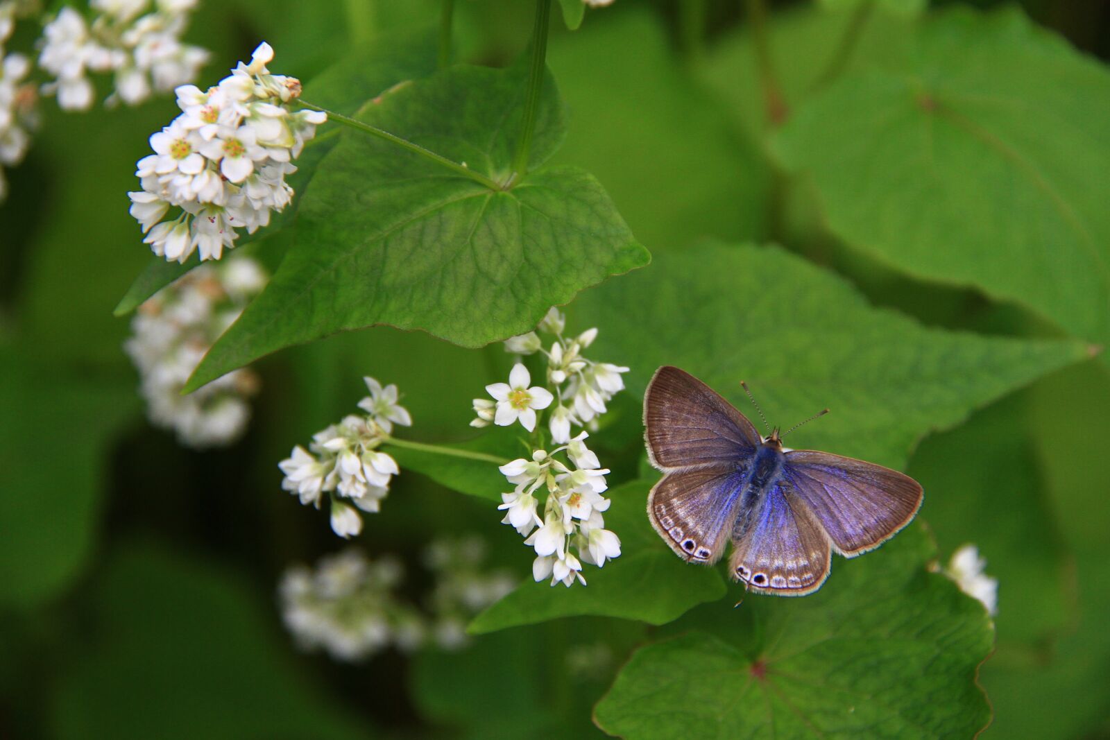 Canon EOS 7D sample photo. Corrugated small gray butterfly photography