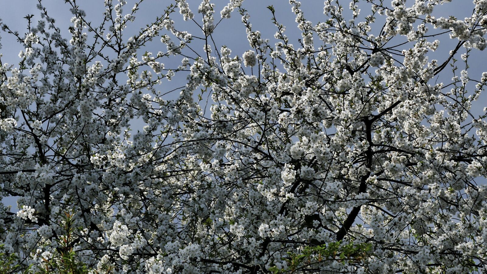 Panasonic Lumix DMC-FZ1000 sample photo. Cherry, flower, flowering photography