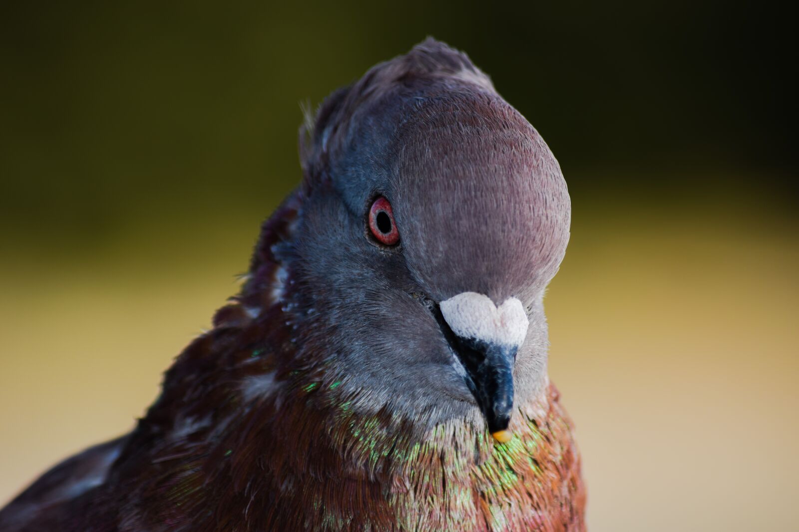 Nikon D3300 sample photo. Pigeon, bird, head photography
