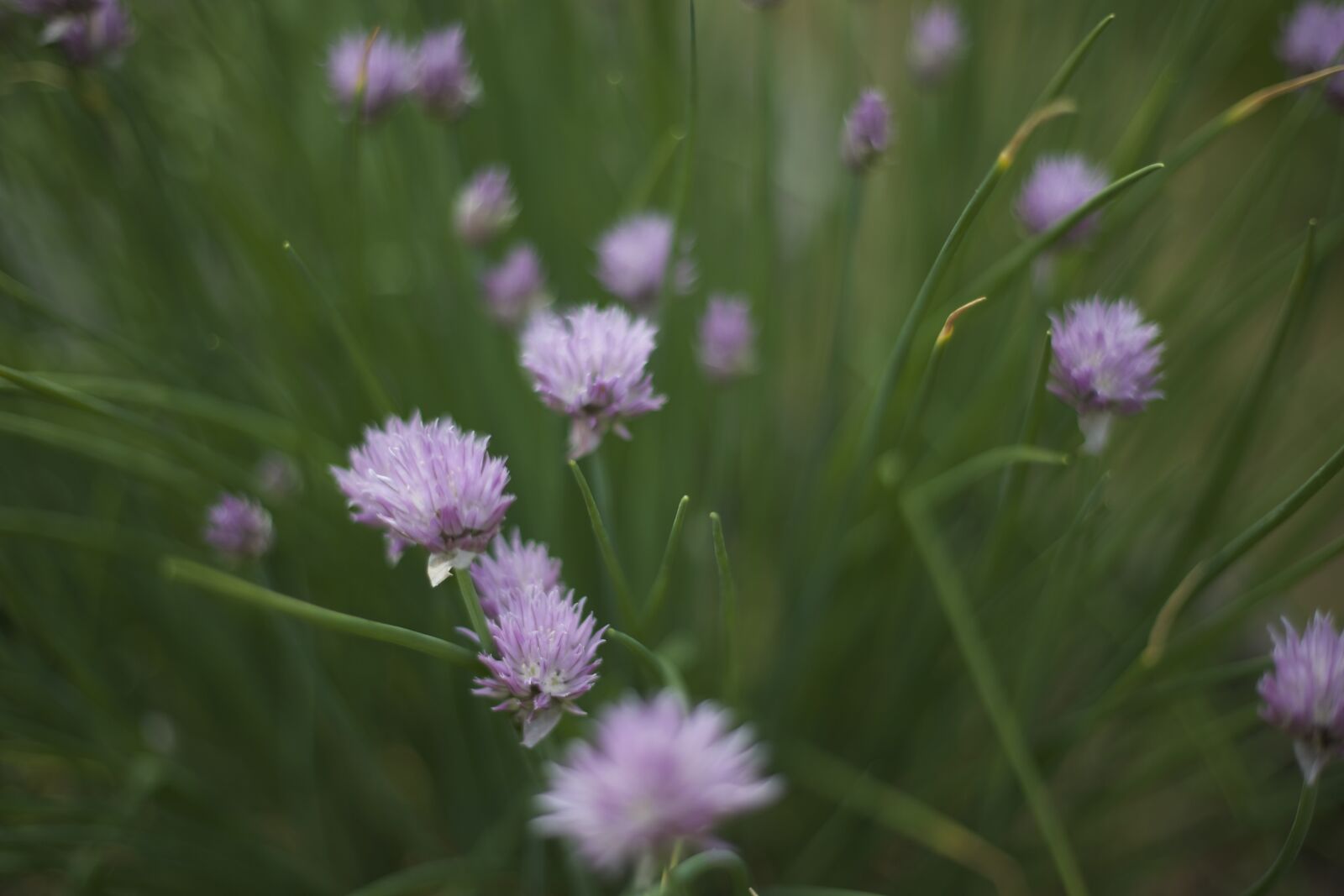 Canon EOS 6D + Canon EF 50mm F1.8 II sample photo. Flowers, summer photography
