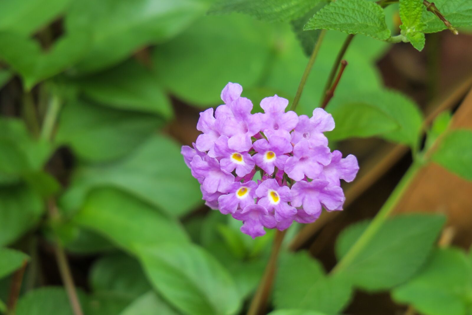Canon PowerShot G3 X sample photo. Flower, nature, plant photography