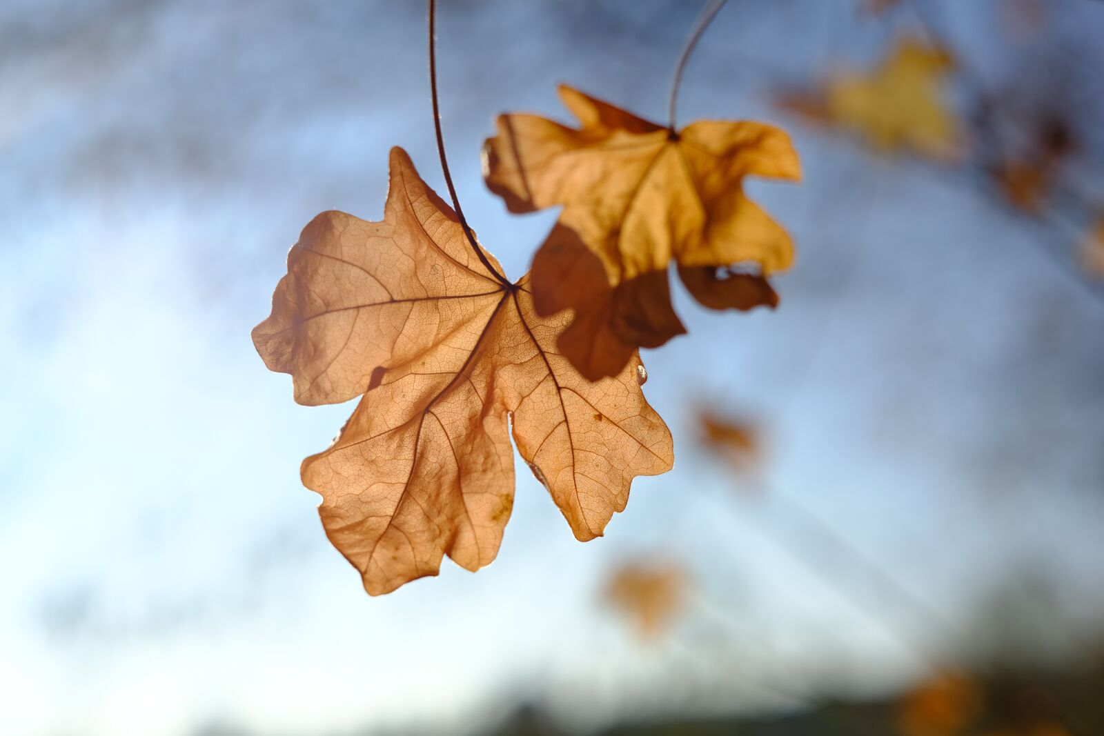 Fujifilm X-T2 + Fujifilm XF 35mm F1.4 R sample photo. Autumn, leaves, dry photography