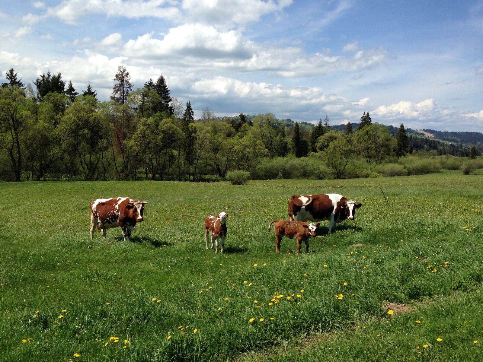 Apple iPhone 5c sample photo. Animal, cows, meadow photography