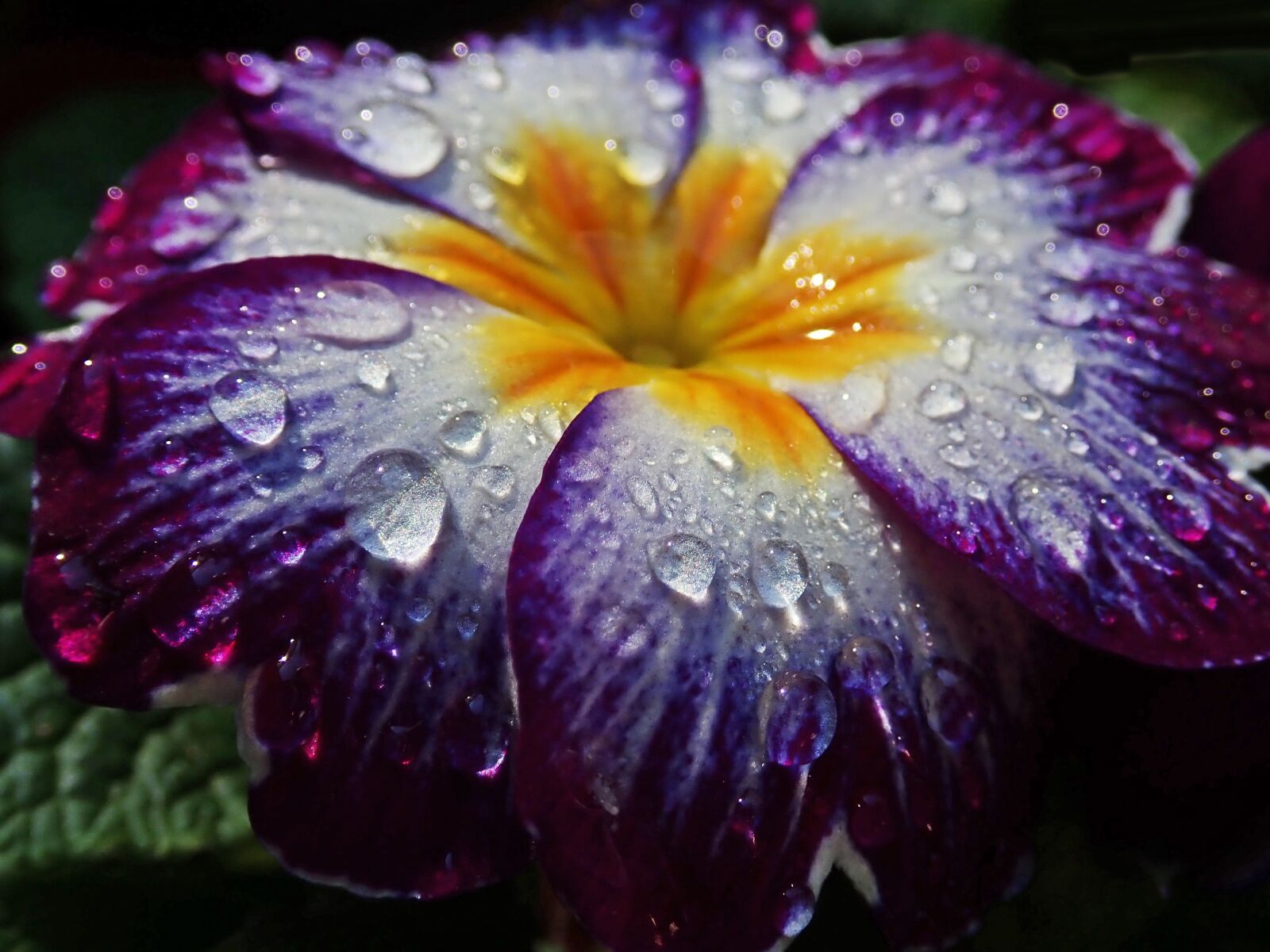 Olympus TG-5 sample photo. Flower, wet, rain drops photography